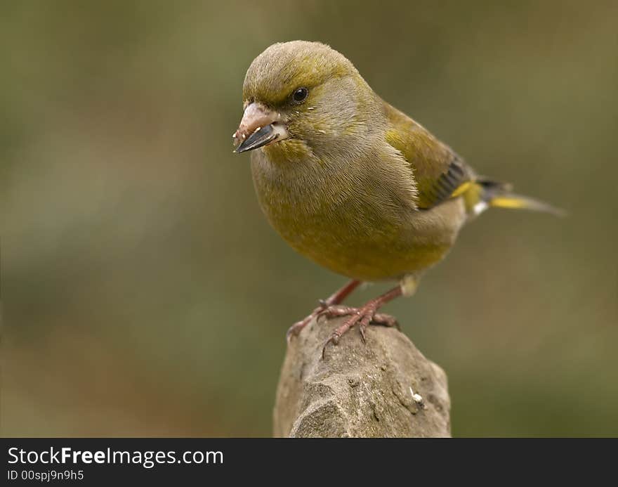 Greenfinch