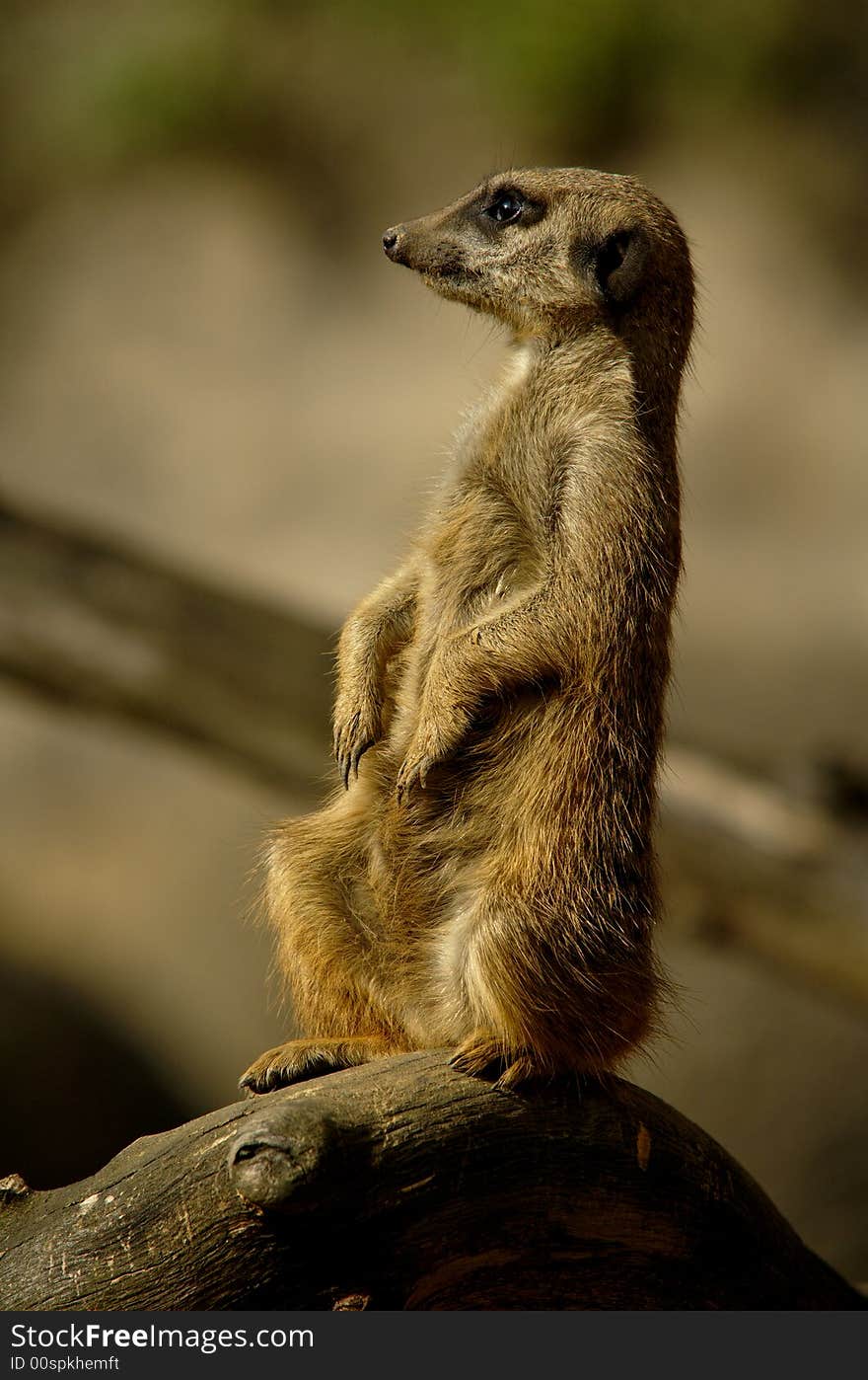 Souricate (or meerkat) stading in the sun. Picture taken at a Zoo. Souricate (or meerkat) stading in the sun. Picture taken at a Zoo