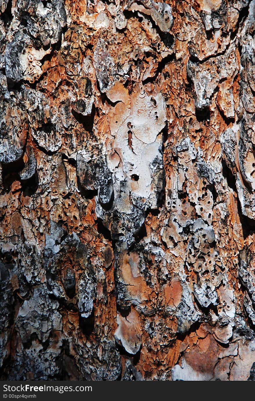 Bark