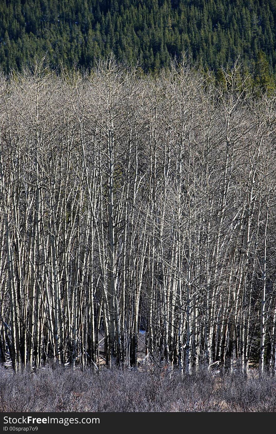 Trees during the winter season. Trees during the winter season