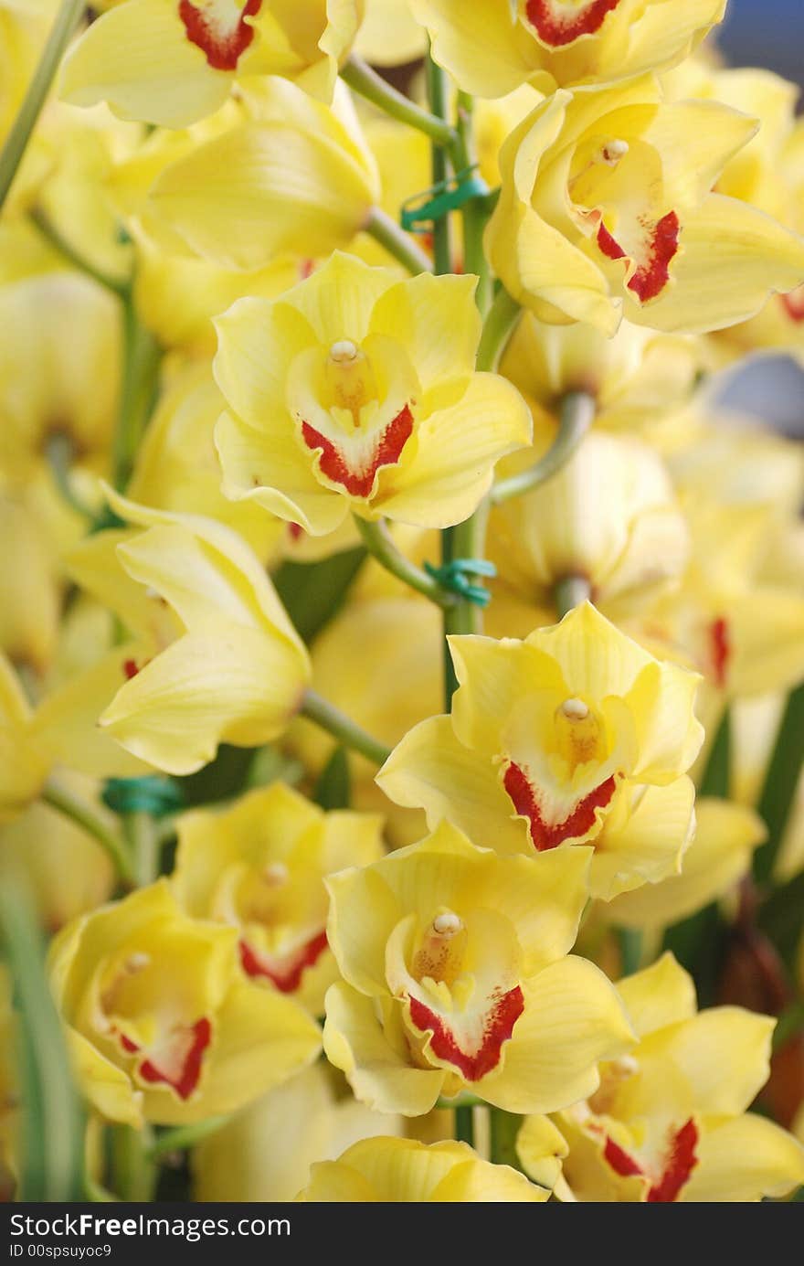 spring flower Yellow Cymbidium