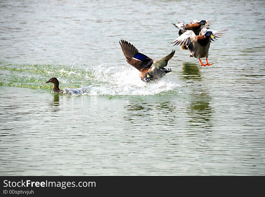 Wild duck landed in water, center. Wild duck landed in water, center