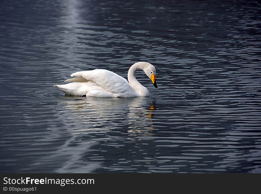 Swan