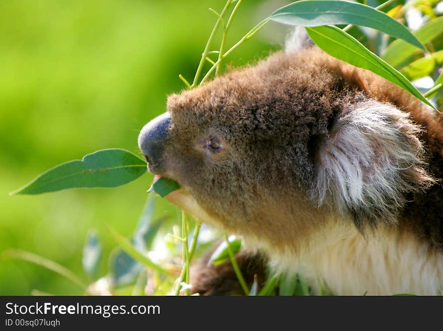 Australia Koala