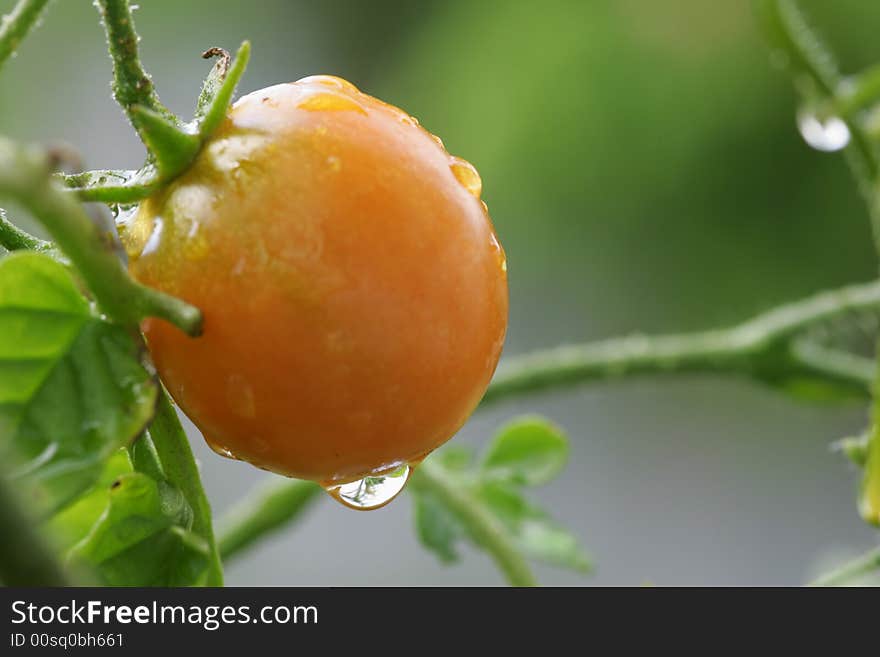 Cherry Tomato