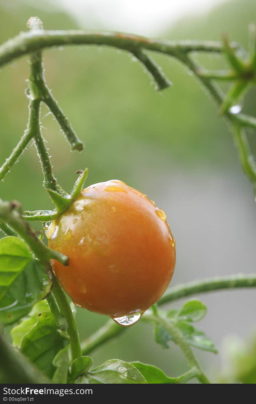 Cherry Tomato