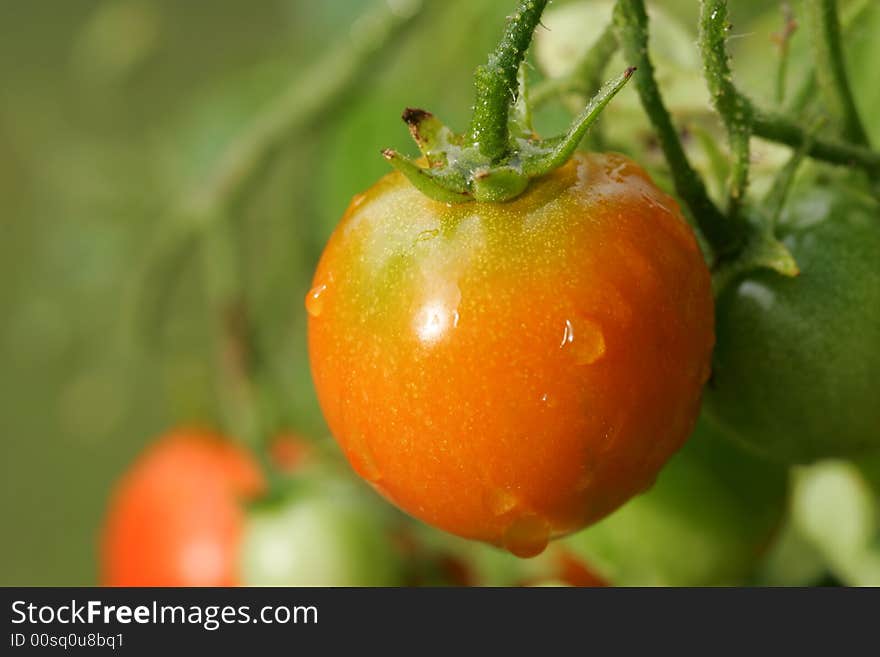 Cherry Tomato