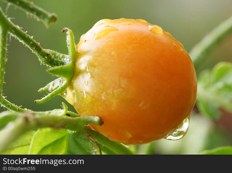 Cherry Tomato