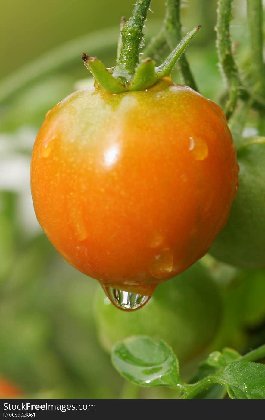 Cherry Tomato