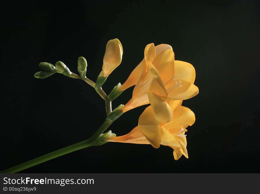 Yellow fresia on the black background