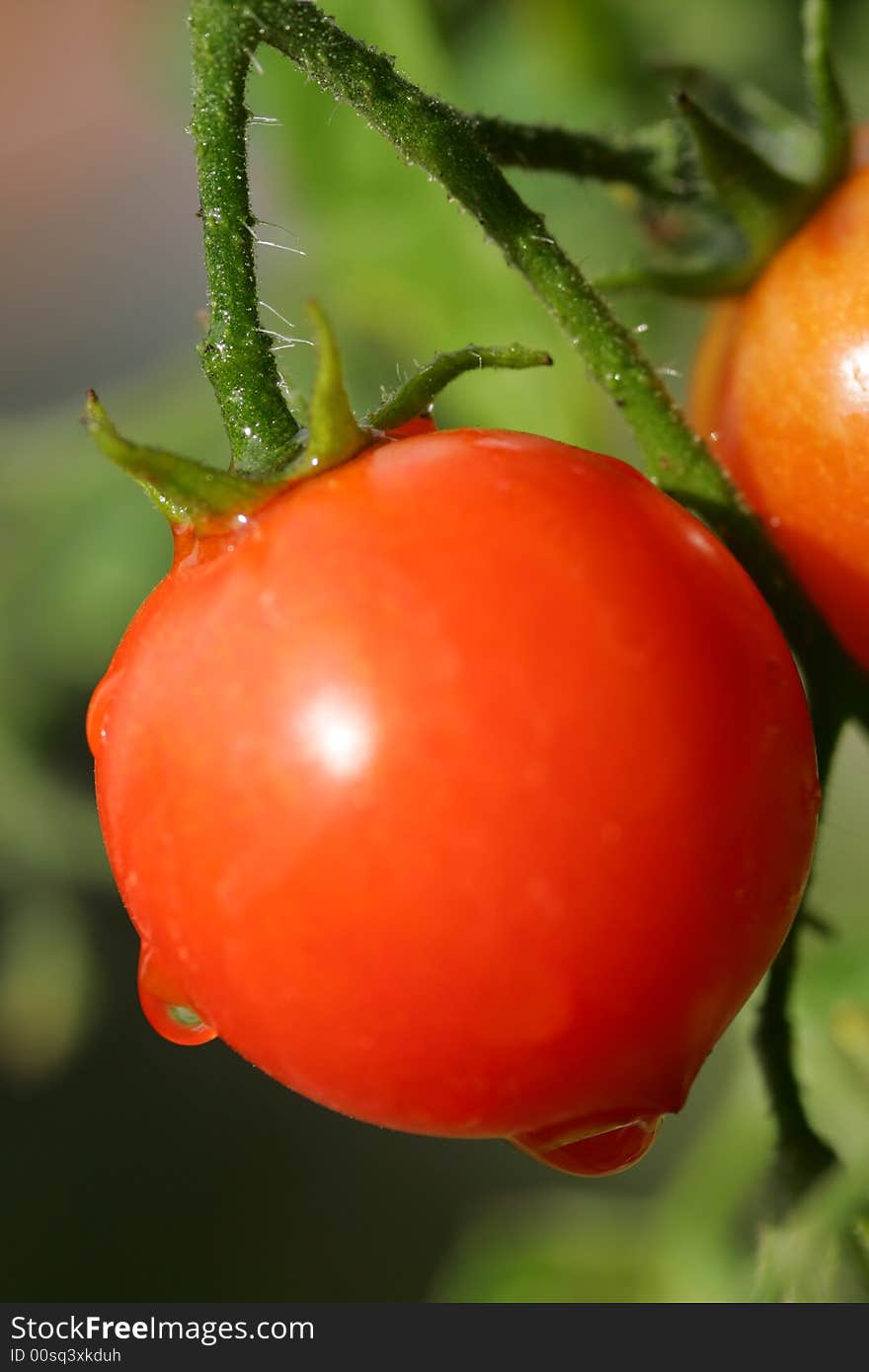 Cherry Tomato