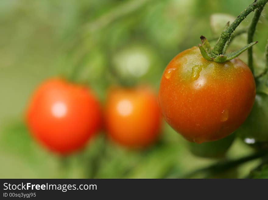 Cherry Tomato