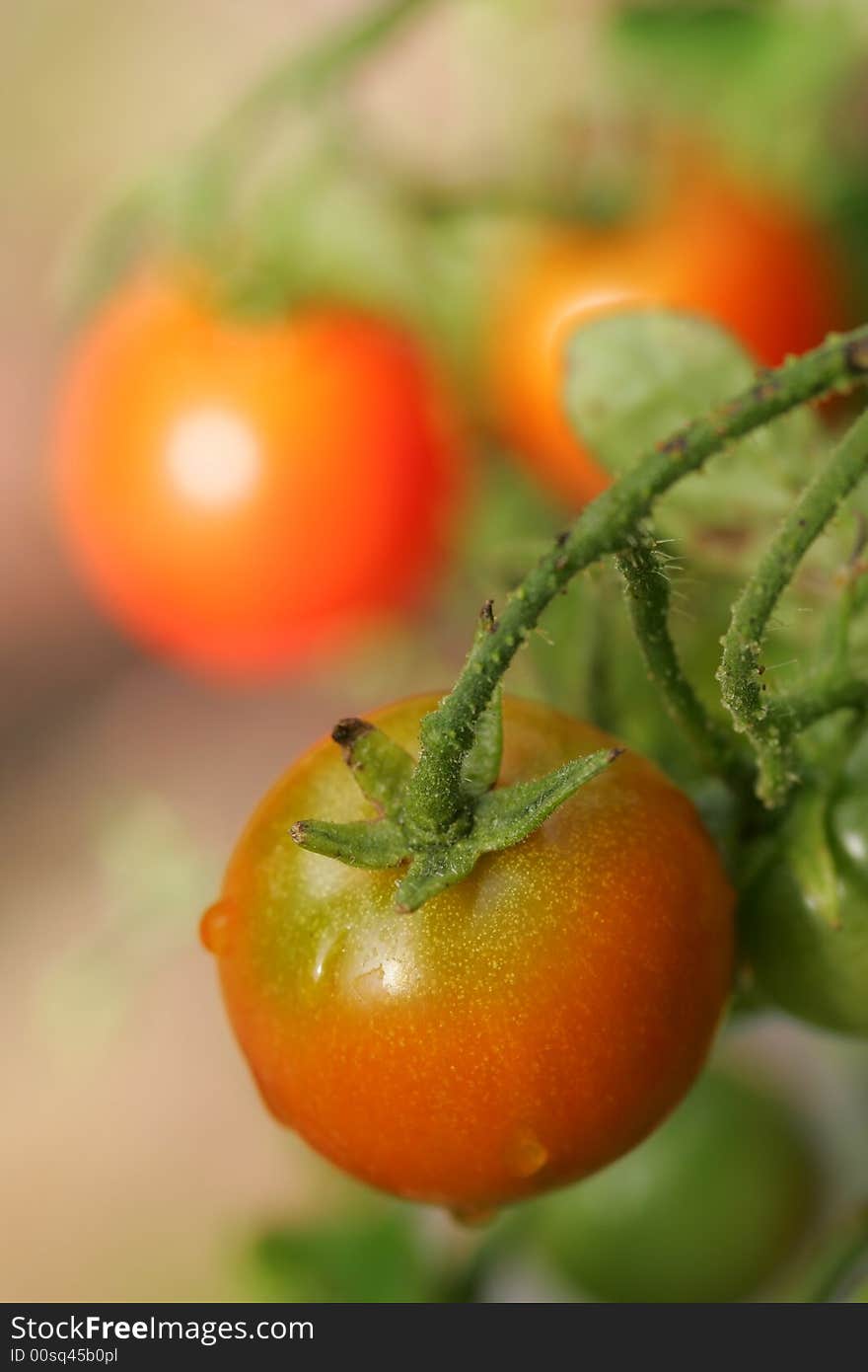 Cherry Tomato