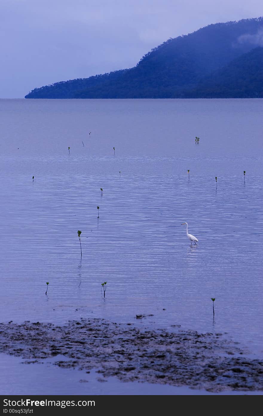 A shot of the harbour in Cairns Far North Queensland. A shot of the harbour in Cairns Far North Queensland