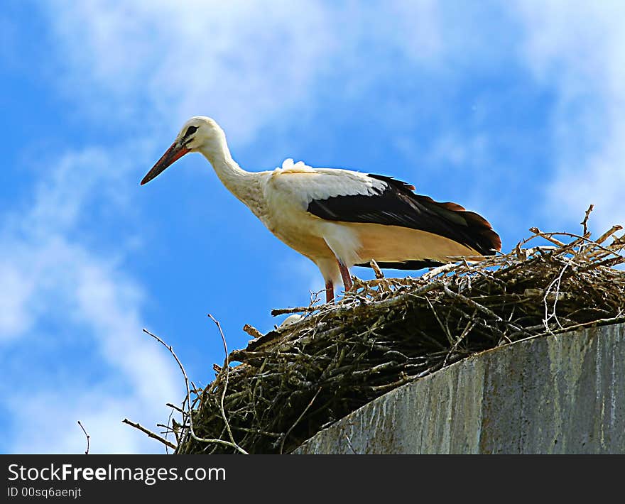 Bird the Stork