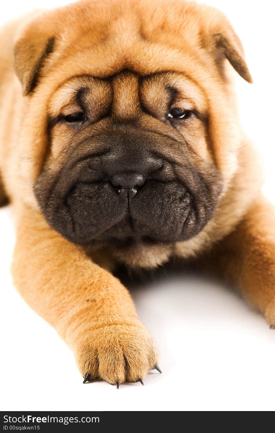 Funny sharpei puppy isolated on white background