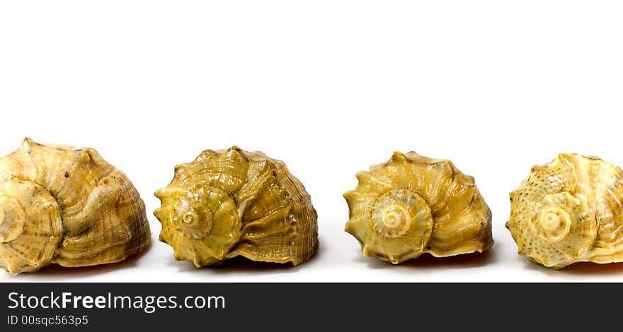 Four cockleshells