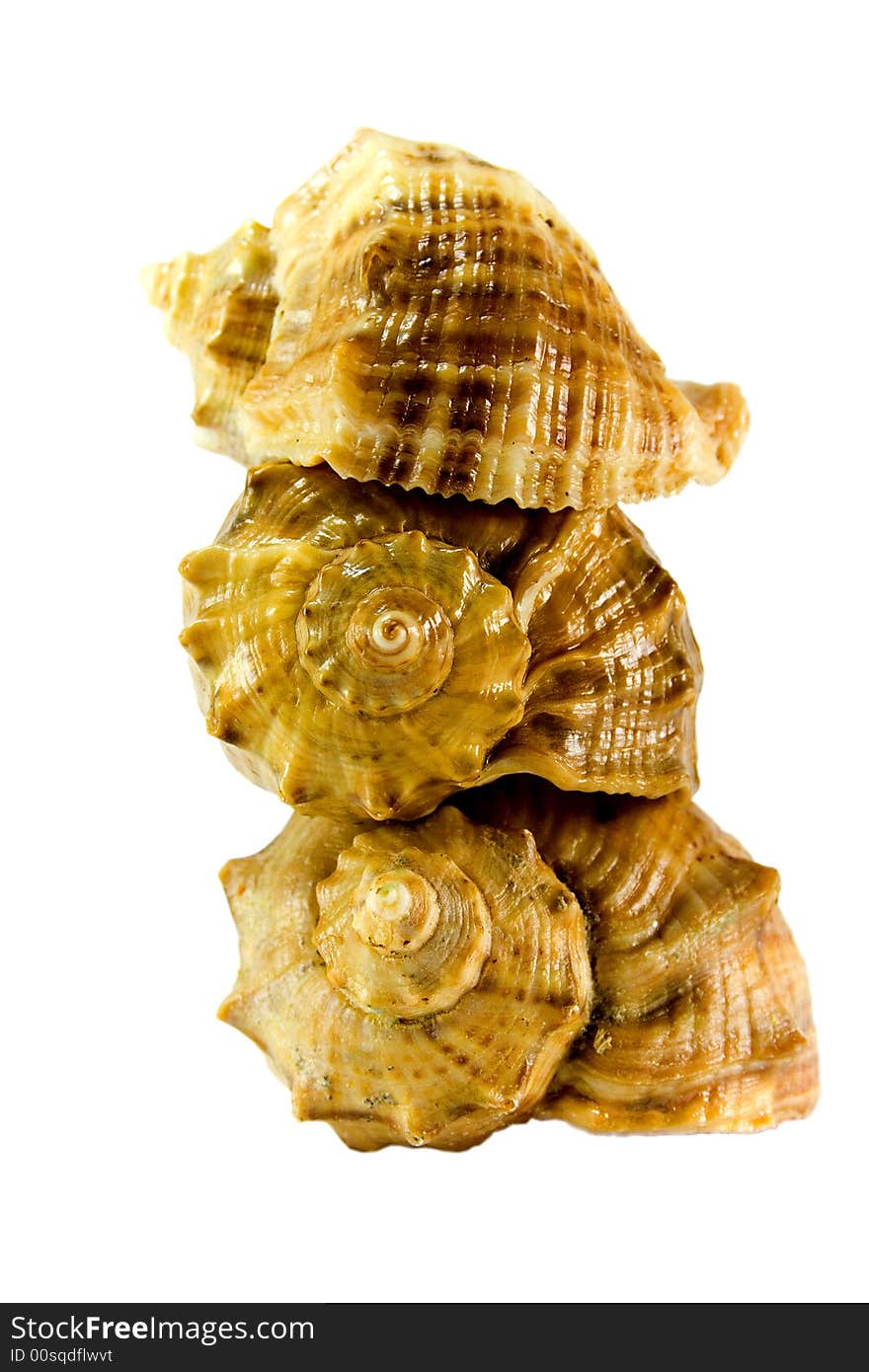 Three Shells