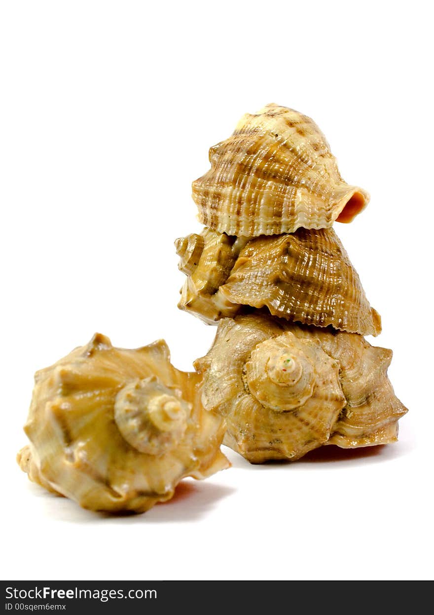 Cockleshells