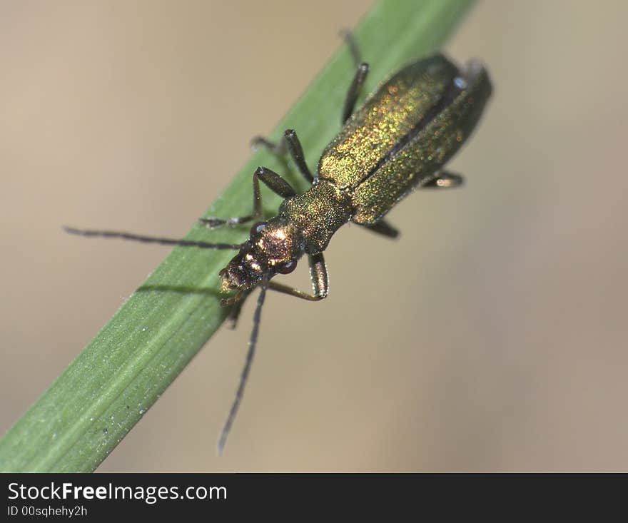 The green bug on the blade