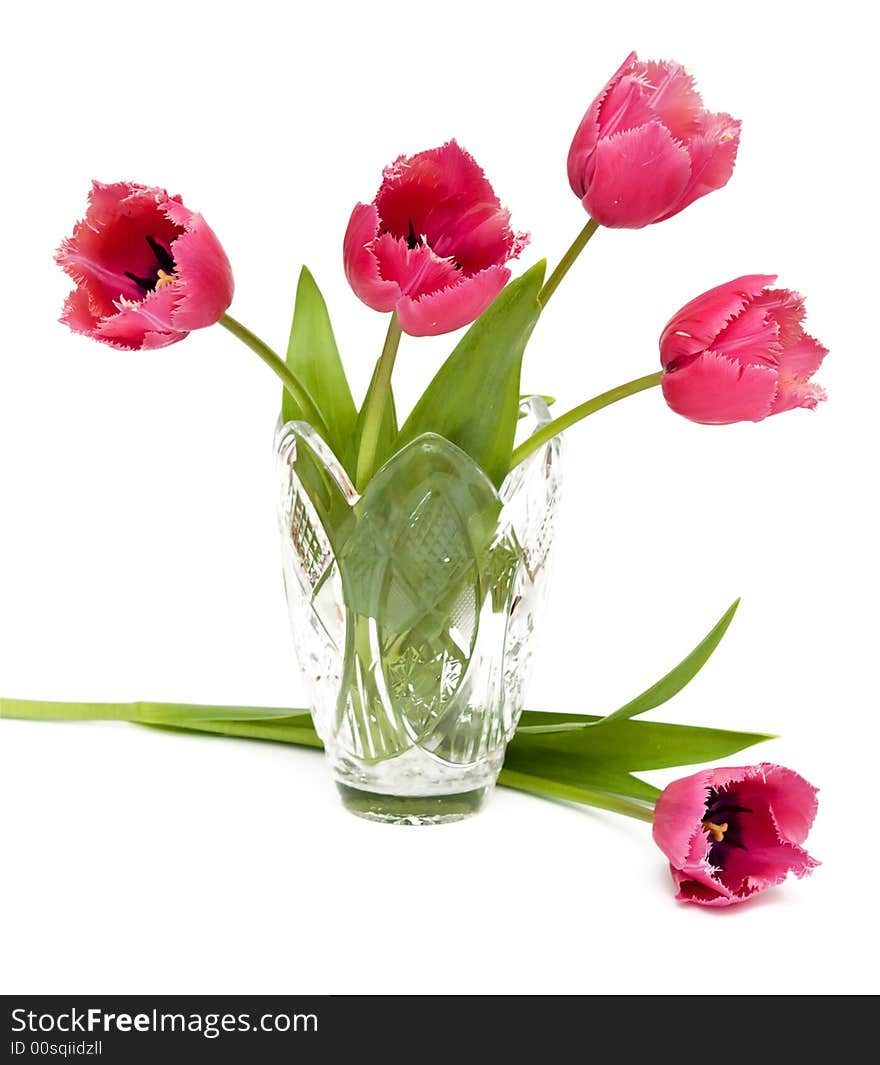 A pink tulips on white backgrounds. A pink tulips on white backgrounds