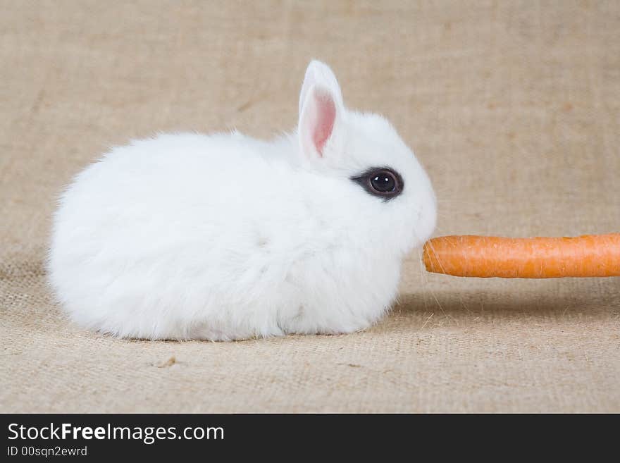 White bunny with carrot, isolated