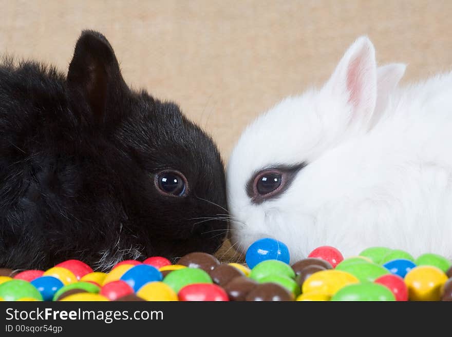 Two bunny and some chocolate eggs. Two bunny and some chocolate eggs