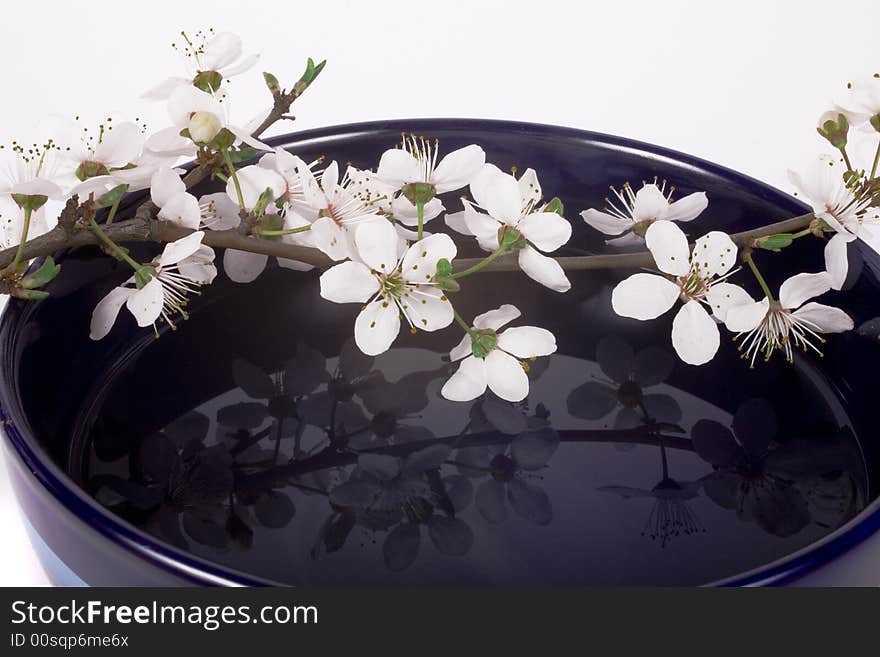 White apple flower on dark blue china bowl. White apple flower on dark blue china bowl