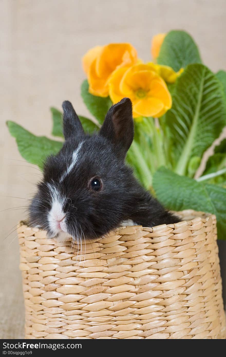 Black bunny in the basket and a yellow flower. Black bunny in the basket and a yellow flower