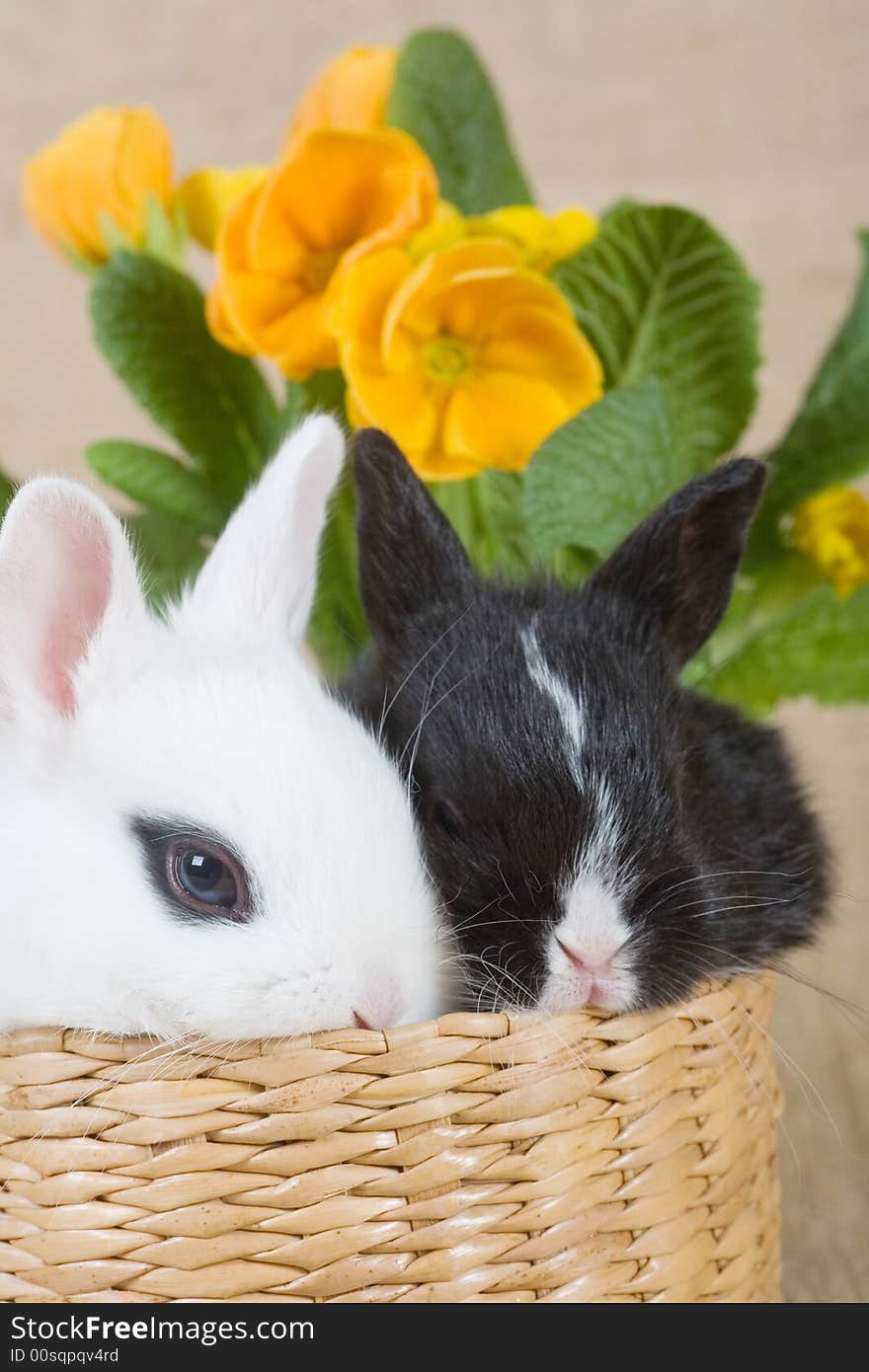 Two bunny in the basket and a yellow flower. Two bunny in the basket and a yellow flower