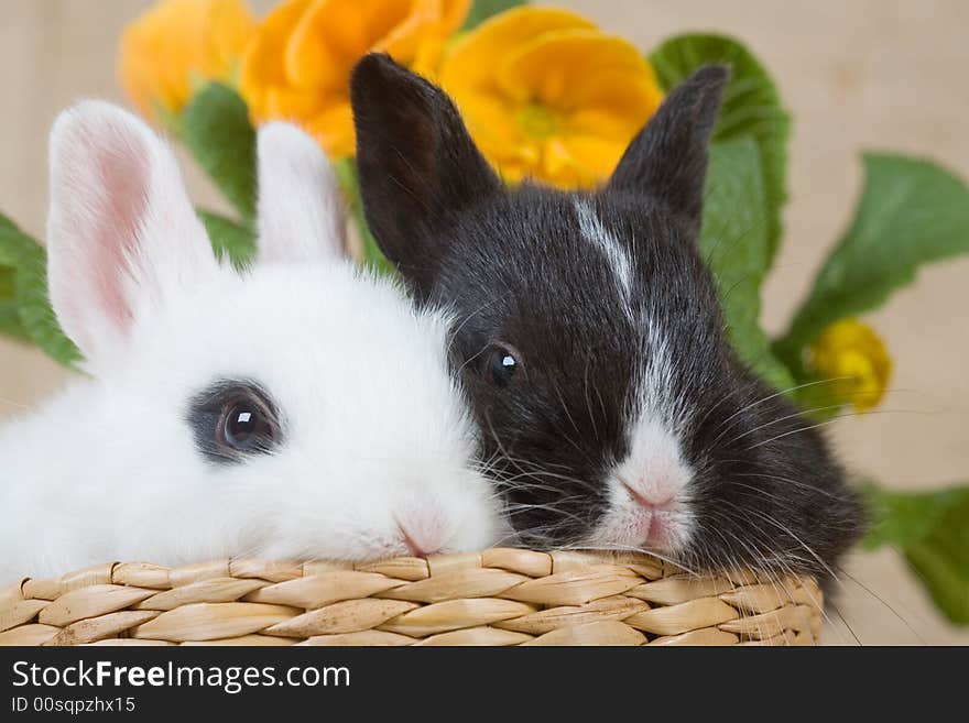 Two Bunny And A Yellow Flower