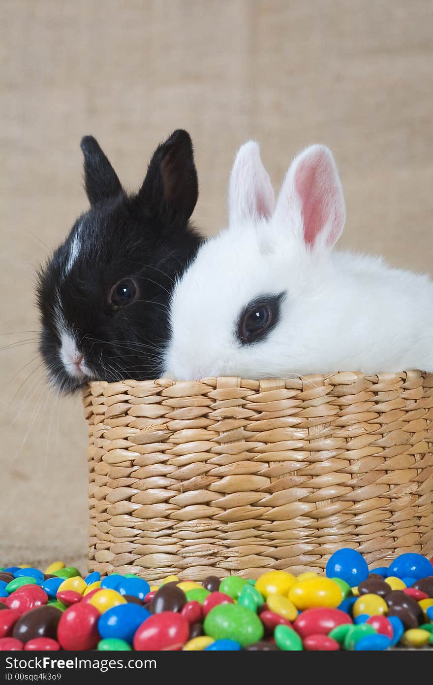 Two bunny in the basket and chocolate eggs. Two bunny in the basket and chocolate eggs