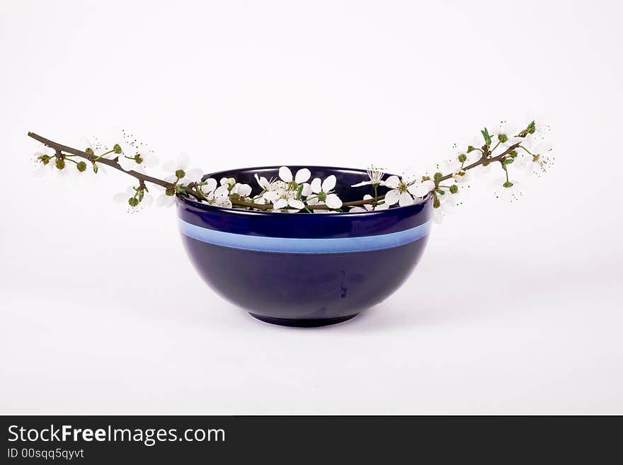 White apple flower on dark blue china bowl. White apple flower on dark blue china bowl