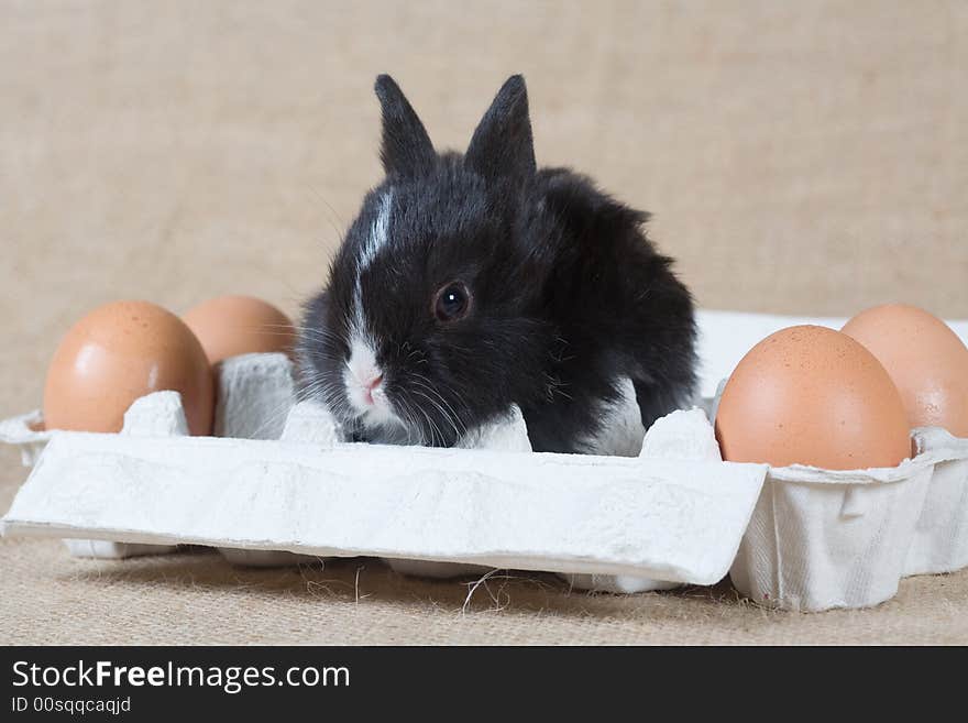 Black bunny in the white eggbox and some eggs. Black bunny in the white eggbox and some eggs