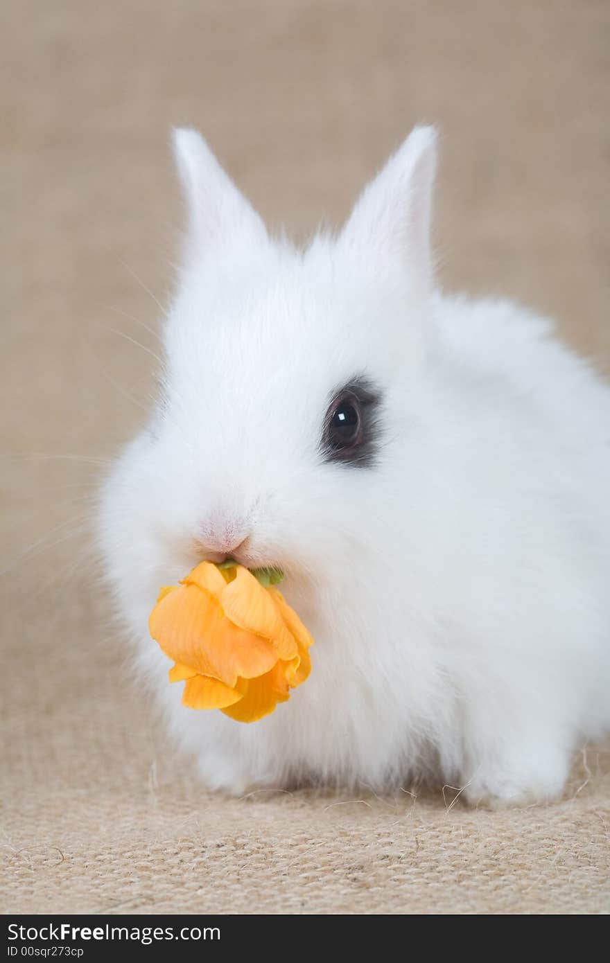 White bunny eat a yellow flowers