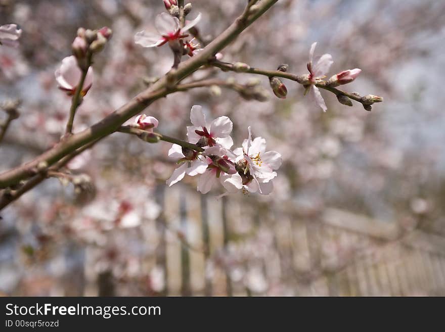 Almond Flowers