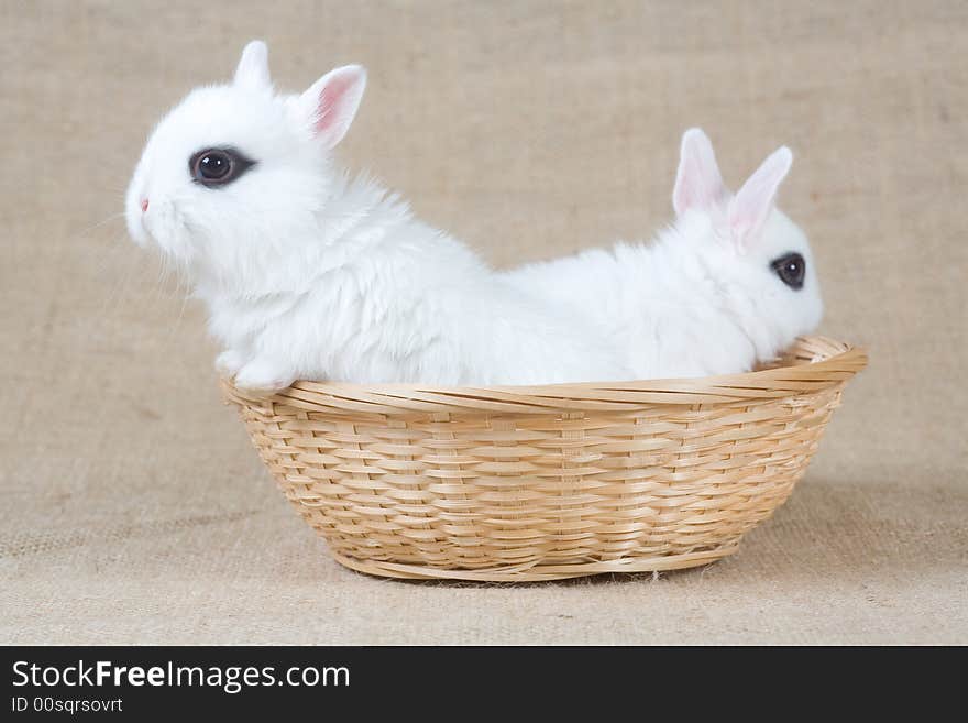 Two little white bunny in the basket. Two little white bunny in the basket