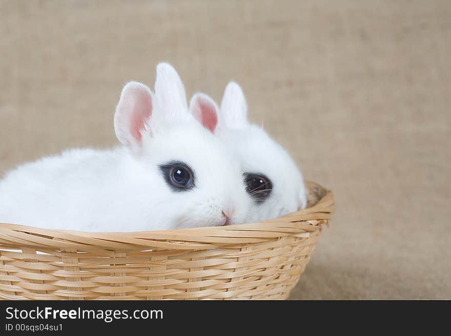 Two little white bunny in the basket. Two little white bunny in the basket