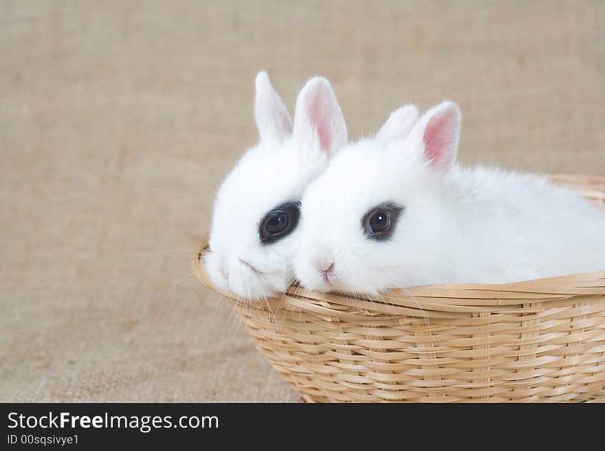 Two white bunny in the basket