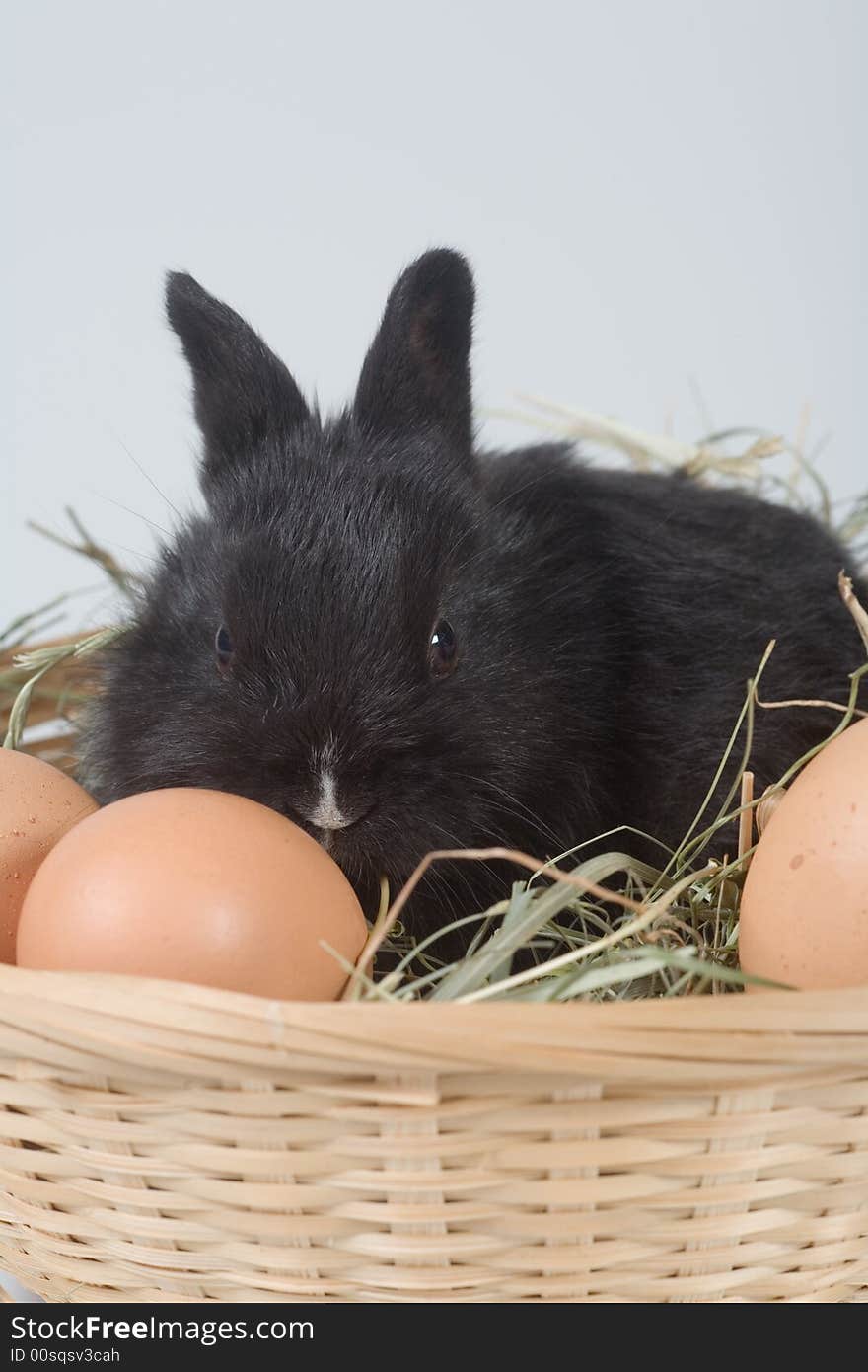 Black Bunny In The Basket And Eggs