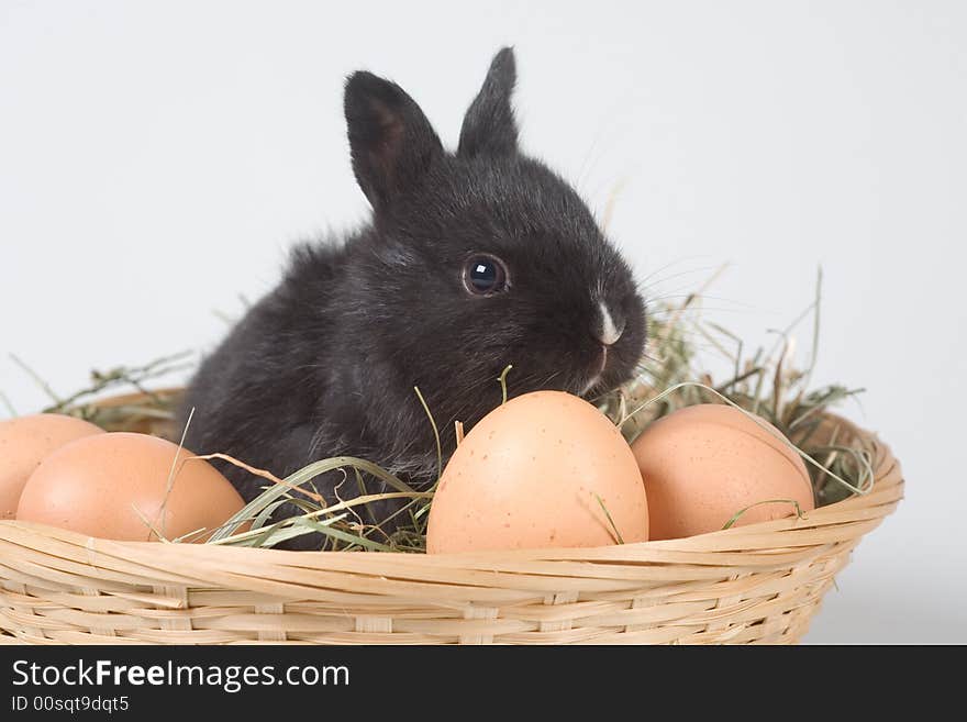 Black bunny in the basket and eggs