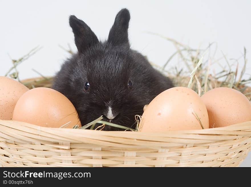 Black Bunny In The Basket And Eggs