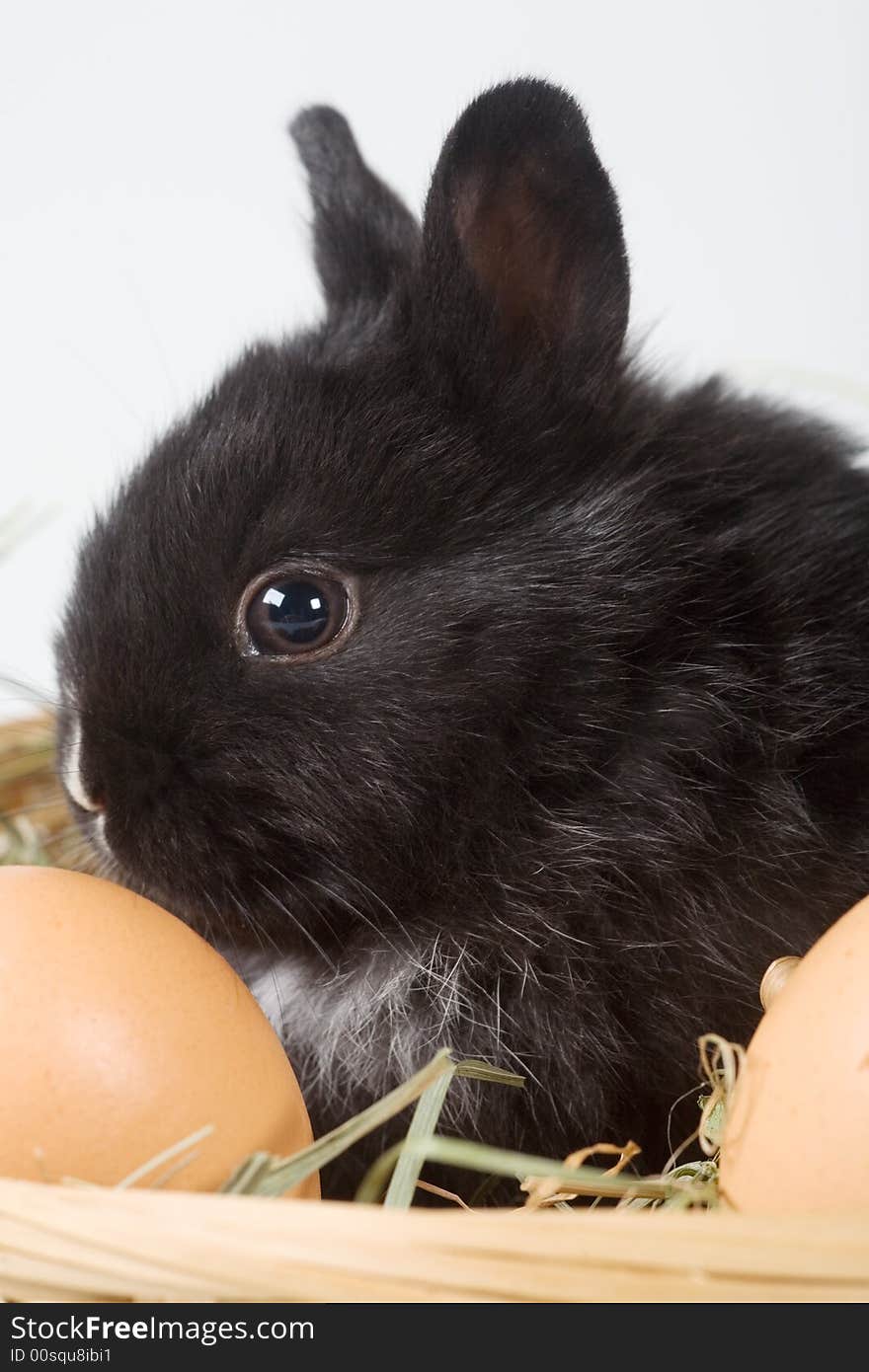 Black Bunny In The Basket And Eggs