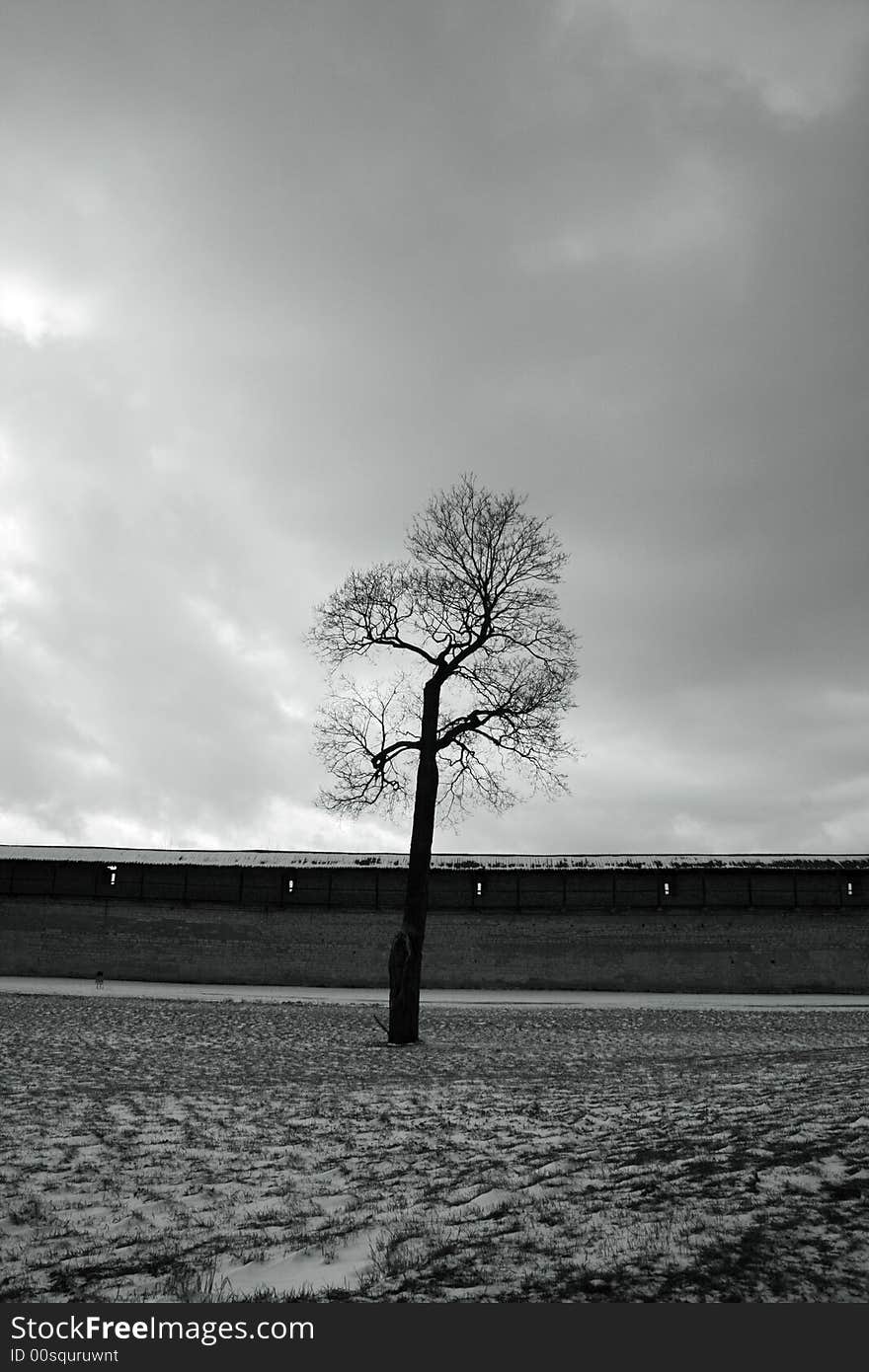 Tree solitude sadness empty nature tree