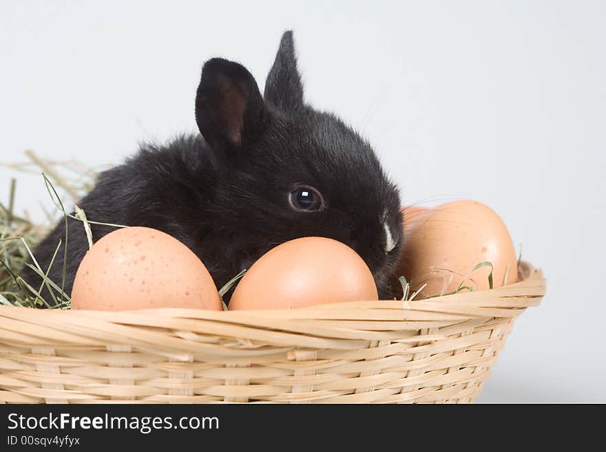 Black bunny in the basket and eggs