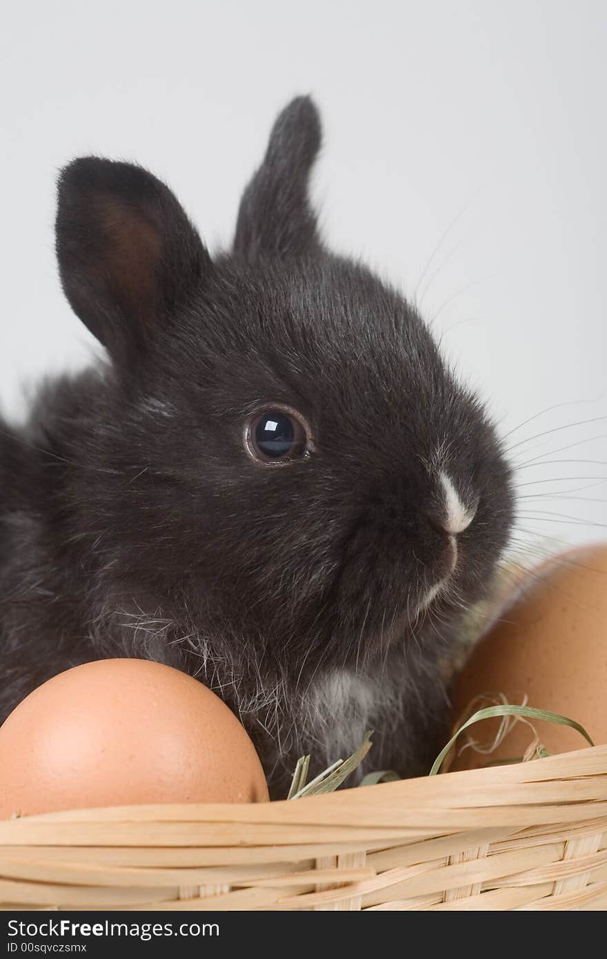 Black bunny in the basket and some eggs