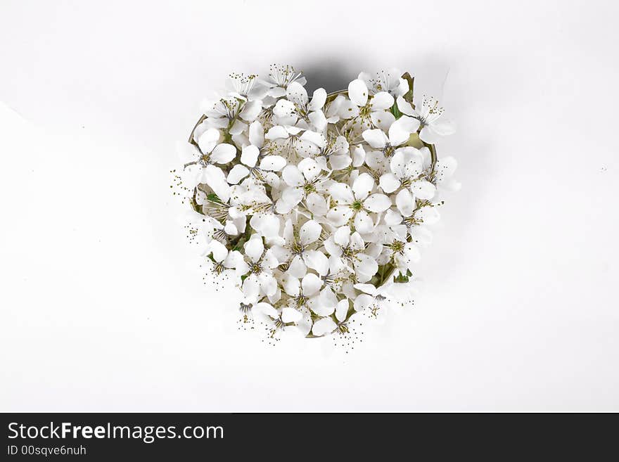 Apple flower on heart bowl on white background. Apple flower on heart bowl on white background