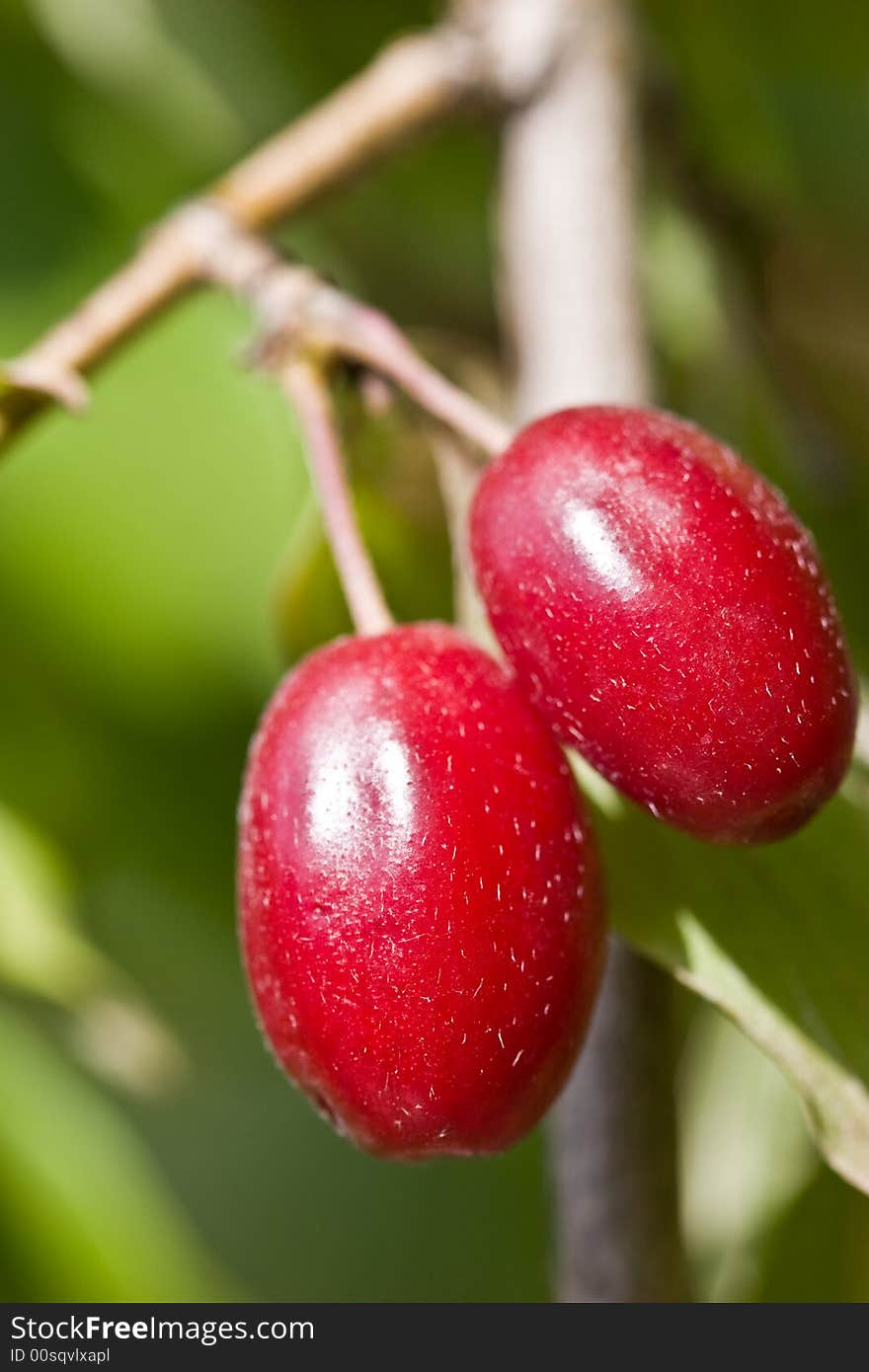 Food series: fresh ripe tasty red cornelian cherries