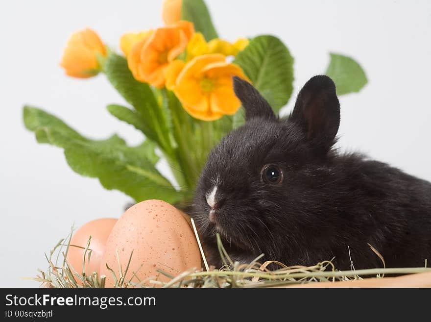 Black bunny in the basket and eggs with yellow flowers in back. Black bunny in the basket and eggs with yellow flowers in back