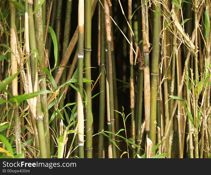 A close up of growing bamboo